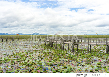 Beautiful view of Wooden Bridge on lotus lake at Khao Sam Roi Yod National Park, Thailand. Beautiful view of Wooden Bridge on lotus lake at Khao Sam Roi Yod National Park, Thailand. 90114906