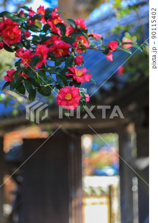 山茶花咲く戒壇院 山茶花咲く戒壇院 90115402