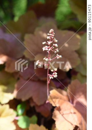 ヒューケラ・ツボサンゴ 90115473