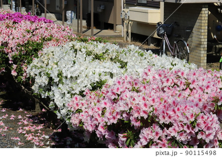 春の日本の庭に咲くピンク色と白のツツジの花 90115498