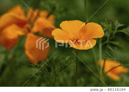 Beautiful yellow escholzia flower. High quality photo, background, Beautiful yellow escholzia flower. High quality photo, background, 90116194