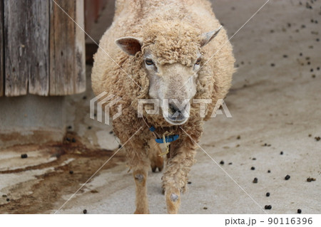【山口県】秋吉台自然動物公園サファリランド、ふれあい広場 【山口県】秋吉台自然動物公園サファリランド、ふれあい広場 90116396