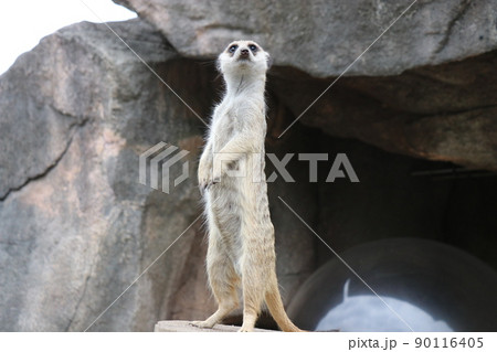 【山口県】秋吉台自然動物公園サファリランド、ふれあい広場 90116405