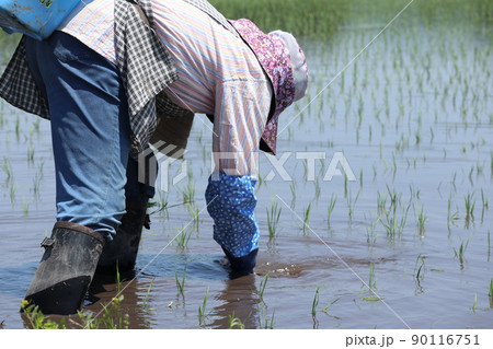 田植え作業をしている女性　水田　農業 90116751