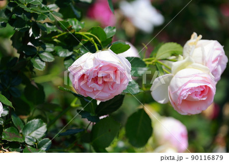 徳島県藍住町・バラ園 徳島県藍住町・バラ園 90116879
