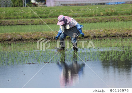 田んぼで働く女性 農業 田植え 田んぼで働く女性 農業 田植え 90116976