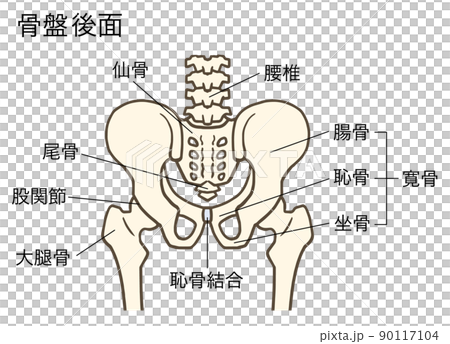 Pelvis and hip joint (posterior surface), lumbar spine, intervertebral disc, sacrum, sacrum, ilium, pubis, ischium, with name 90117104