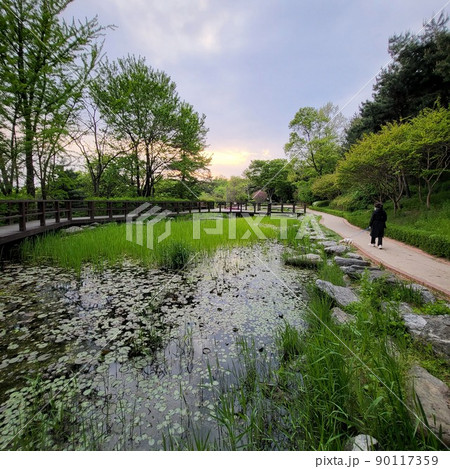 池 南山 蓮の葉 90117359