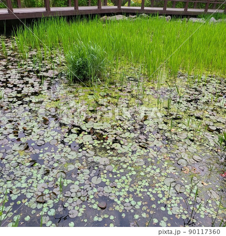 池 植物 南山 90117360