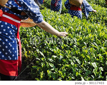 茶摘み 茶摘み 90117403