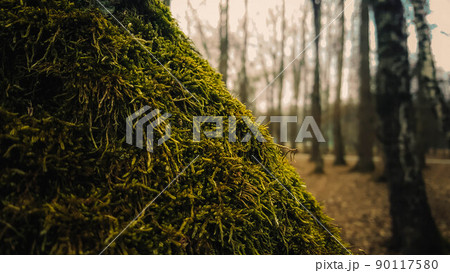 Green moss on a tree against the background of the forest Green moss on a tree against the background of the forest 90117580