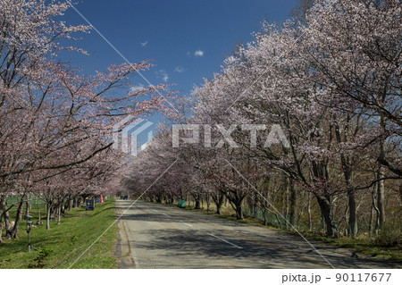 優駿桜ロード 90117677