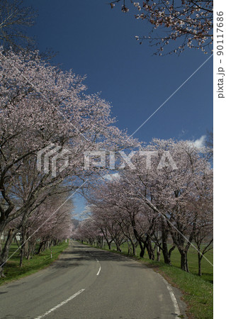 優駿桜ロード 優駿桜ロード 90117686