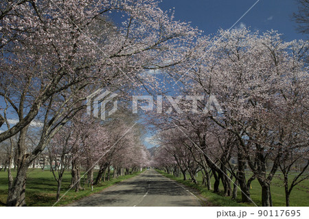 優駿桜ロード 90117695