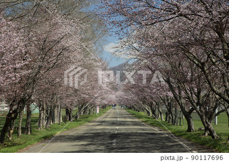優駿桜ロード 90117696