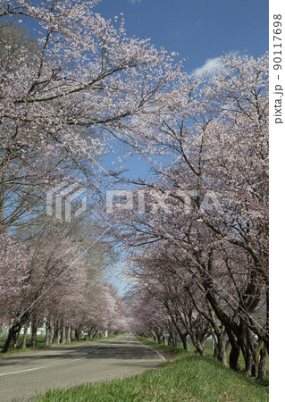 優駿桜ロード 優駿桜ロード 90117698