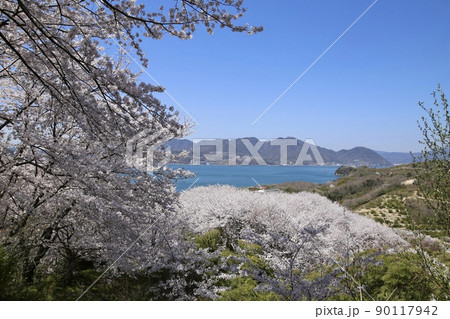 瀬戸内海の佐木島に咲く満開の桜 瀬戸内海の佐木島に咲く満開の桜 90117942