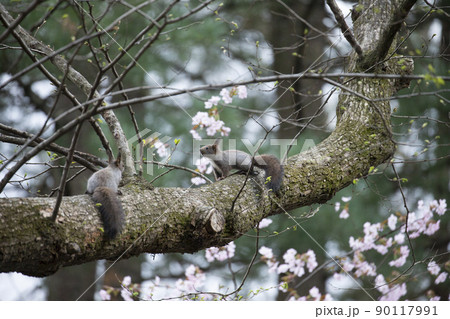 エゾリス 90117991