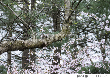 エゾリス 90117992