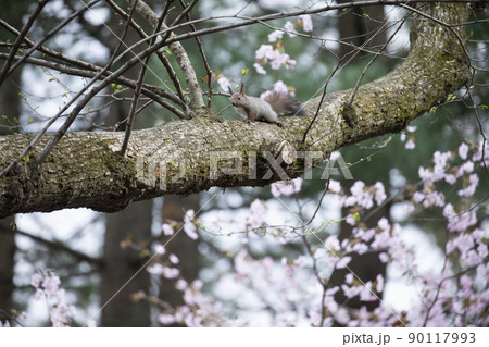 エゾリス 90117993