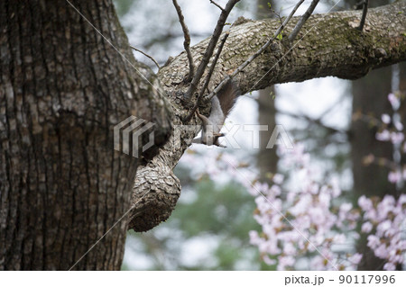 エゾリス エゾリス 90117996