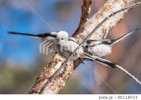 European long-tailed tit, latin name Aegithalos caudatus. A bird sitting on a branch in a deciduous forest. European long-tailed tit, latin name Aegithalos caudatus. A bird sitting on a branch in a deciduous forest. 90118033