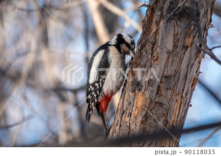 Little woodpecker sits on a tree trunk. The great spotted woodpecker, Dendrocopos major Little woodpecker sits on a tree trunk. The great spotted woodpecker, Dendrocopos major 90118035