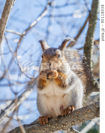 The squirrel with nut sits on tree in the winter or late autumn 90118038