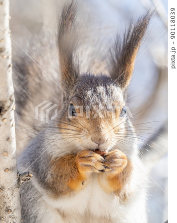 The squirrel with nut sits on tree in the winter or late autumn. Portrait of the squirrel close-up The squirrel with nut sits on tree in the winter or late autumn. Portrait of the squirrel close-up 90118039