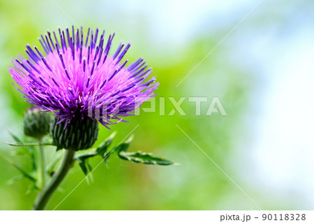 野に咲く花 ノアザミ 野に咲く花 ノアザミ 90118328