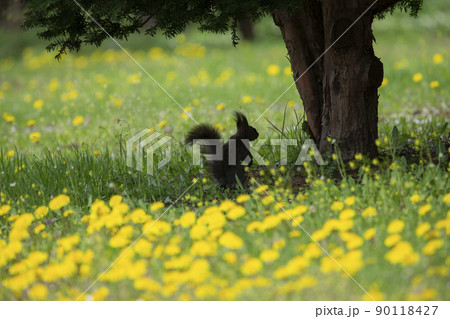 タンポポとエゾリス タンポポとエゾリス 90118427