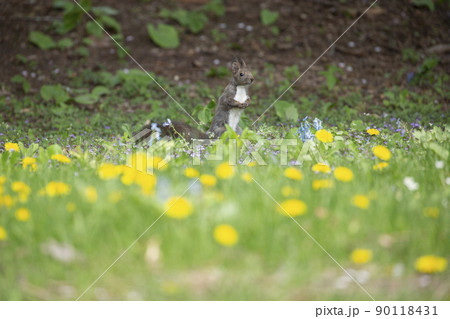 タンポポとエゾリス タンポポとエゾリス 90118431
