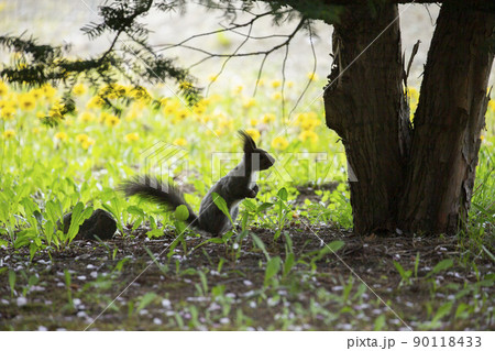 タンポポとエゾリス タンポポとエゾリス 90118433