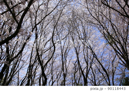 瀬戸内海の孤島に咲く満開の桜 90118443