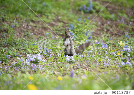 スミレとエゾリス スミレとエゾリス 90118787