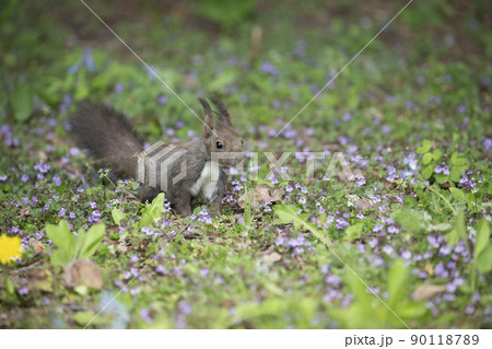 スミレとエゾリス スミレとエゾリス 90118789