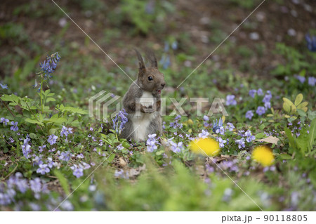 スミレとエゾリス 90118805