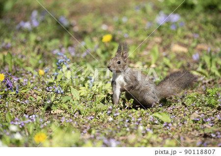 スミレとエゾリス スミレとエゾリス 90118807