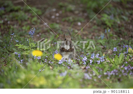 スミレとエゾリス スミレとエゾリス 90118811
