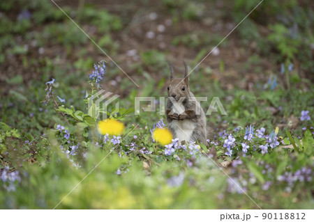 スミレとエゾリス 90118812