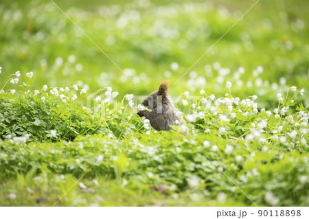 二輪草とエゾリス 90118898