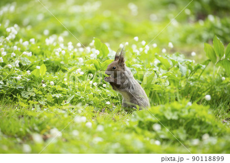 二輪草とエゾリス 二輪草とエゾリス 90118899