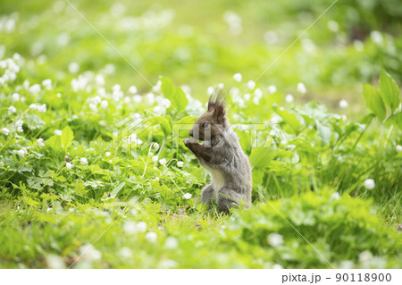 二輪草とエゾリス 二輪草とエゾリス 90118900