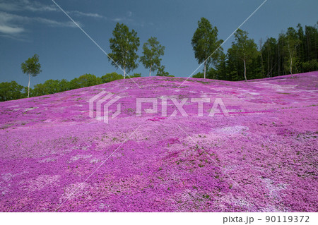 芝桜 芝桜 90119372