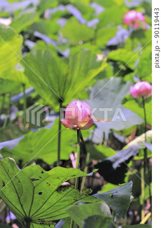 蓮の花 蓮の花 90119443