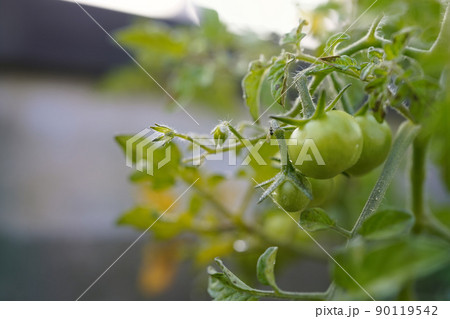 トマト 野菜 ミニトマト 90119542