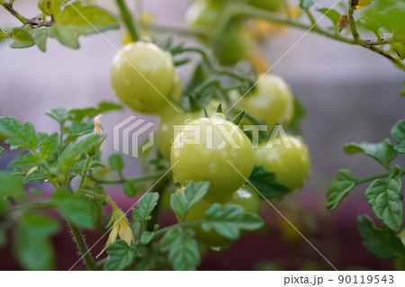 トマト 野菜 グリーン 90119543