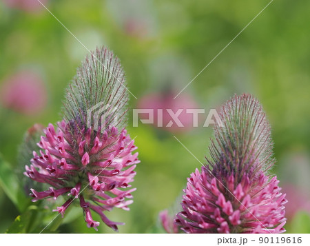 赤紫のタイリンレッドクローバー 90119616