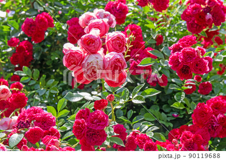 満開のバラ園～浜名湖ガーデンパーク 90119688