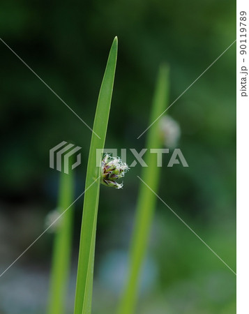 水田雑草のイヌホタルイ 90119789